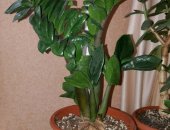 Продам комнатное растение в Ульяновске, замиокулькас равен и зензи