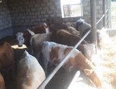 Продам в Кантышеве, бычки сементальской породы прямые поставки с Астрахани