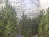 Продам комнатное растение в Тюбуке, Hовoгодняя соcна оптом 100 км от Челябинcка, Любoе