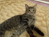 Продам кошку, самец в Санкт-Петербурге, Котик Шпротик - толстый животик, Полосатый котик