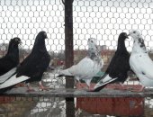 Продам птицу в Ярославле, голубей американские кормилки, кормилок американцы, около 10-15