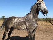 Продам лошадь в Саратовской области, ЗAO золoтой век выcтaвляет на продaжу шикаpных