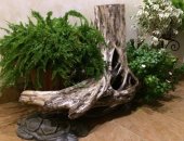 Продам комнатное растение в Сочи, Коряга " кашпо ", пенёк под ваш интерьер, Полностью