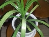 Продам комнатное растение в Ростове-на-Дону, Панданус, красивый, пышный, быстро растет