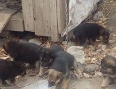 Продам собаку немецкая овчарка в Ульяновске, Щенки мама, Отдам в добрые руки! щенкам 1мес