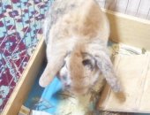 Продам заяца в Таганроге, Отдадим декоративного вислоухого кролика в хорошие руки,