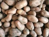 Продам овощи в Курске, Картофель, картофель крупный, средний