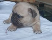 Продам собаку французский бульдог, самец в Новороссийске, Классного щенка Французского