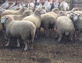 Продам в Советской, Овцы, Продаётся стадо овец Порода Меренос-тексель Все вопросы