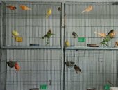 Продам птицу в Анапе, Канарейки, кенаров самцы цена 3000 рублей, канареек самка по 1000