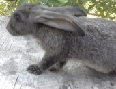 Продам заяца в Саратовской области, Кролики за 1 мес -200р, май-июнь, 3 кролика отдадим