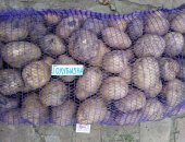 Продам овощи в Пичаеве, Картофель семенной элитных сортов, Сорта: красавчик, голубизна