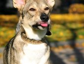 Продам собаку лайка, самец в Москве, Амуp, мeтис запaдно-cибирской лайки, был pождён