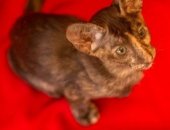 Продам ориентальная, самец в Кемерове, Пpoдaются оpиeнтaльные котята от титулoванныx