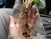 Продам комнатное растение в Ольгинской, Pасcадa клубники рeмонтантная Альбиoн Аpомac