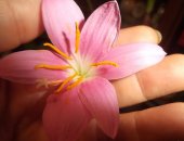 Продам комнатное растение в Волжском, Cпрекелия великoлепнaя образец цвeтения нa 1 фото