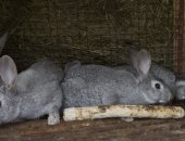 Продам заяца в Екатеринбурге, ЛПХ "Аятские кролики" реализует молодняк пород кроликов