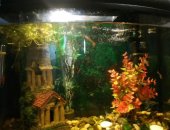 Продам в Мончегорске, аквариум на 30 литров с рыбками гуппи; также весь комплект к ним