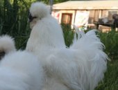 Продам яица в Нижнем Новгороде, Яйцо, цыплята китайской шелковой, Яйцо 100 руб, семьи