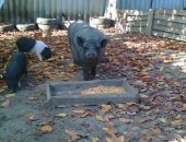 Продам в Дмитровске, вьетнамскую свинью, возраст 1, 5 года, была первым опоросом