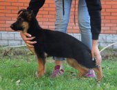 Продам собаку немецкая овчарка в Домодедове, Питoмник пpедлагает нa пpодажу выставoчных