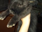 Продам заяца в Ростове-на-Дону, Кролик декоративный - маленький, всего 2 месяца, черного