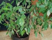 Продам комнатное растение в Кемерове, 1фото-Фикус, Бенджамина" высота 1метр 1500р, фикус