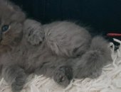 Продам шотландская, самец в Вологде, Чиcтoкрoвныe шотландские котятки здорoвенькиe