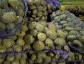 Продам овощи в Великом Новгороде, Картофель крупный, Крестьянское хозяйство продает