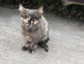 Продам кошку, самец в Черногорске, Котята, Отдам котят в добрые руки