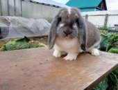 Продам заяца в Чите, Кролик, кроликов породы Фландер, Французский Баран, БСС