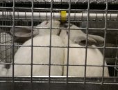 Продам заяца в Ярославле, Кролики калифорнийской породы, мясо кролика, кролики