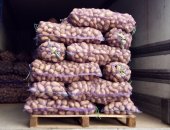 Продам овощи в Юхнове, Являемся производителями картофеля, В наличии более 2000 тонн