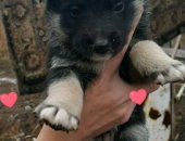 Продам собаку в Улане-Удэ, Щенки, Срочно пристраиваю малюток, будут средними, от злой