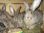 Продам заяца в Уфе, Кролики, Мясо кролика, кролики мясной породы, крольчата 2-х месячные
