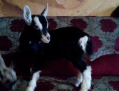 Продам козу в Лузе, процентных козлят чехо- альпийских, козлята родились 07, 10, 2018г в