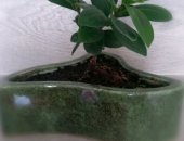 Продам комнатное растение в Динской, растения: Замиокулькас, фиалка и бонсай, Цена