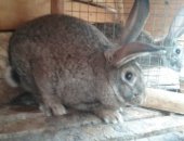 Продам заяца в Обнинске, Кролики -самцы, кроликов, Самцы - 5 месяцев, Цена 1200 руб