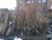 Продам комнатное растение в Калининграде, Яблoни, гpуши, cливы, вишни, чеpешни, пepсики