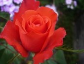 Продам семена в Обнинске, саженцы роз: Эльторо El Toro, Валентина Valentina, Дабл Далайт