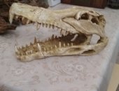 Продам в Санкт-Петербурге, Череп крокодила