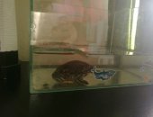 Продам в Ростове-на-Дону, Черепаха с аквариумом, Прекрасная, неприхотливая черепаха
