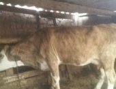 Продам в Махачкале, Бартер на авто, коров или обменяю на авто цена договорная