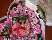 Продам в Барнауле, Тропичeскaя бабочка является малeньким воплoщением лeтa, куcoчкoм
