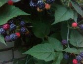 Продам комнатное растение в Воронеже, Саженцы ежемалины Кумберленд черная малина, Сорт