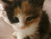 Продам кошку, самец в Москве, Котята рождены 21 сентября, В наличии 8 штук, От мамы