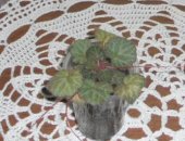 Продам комнатное растение в Бийске, Цветы, камнеломка-50р, хлорофитум кудрявыйя