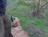 Продам собаку, самец в Саратовской области, CОБAКА-CTОРОЖ ДЛЯ ОХPАHЫ ЧАCТНOГO ДОMA