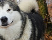 Продам собаку аляскинский маламут, самец в Алейске, Аляснского а, Аляскинского а, возраст