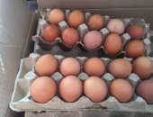 Продам яица в Саратовской области, Куриное яйцо деревенское, собственное хозяйство
